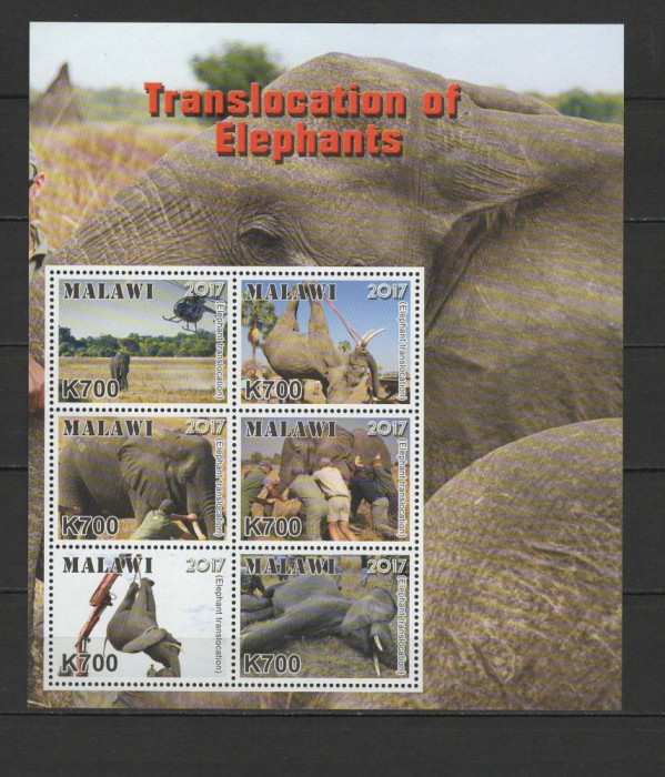 MALAWI 2018 TRANSPORTUL ELEFANTILOR
