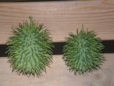 Castravete CUCUMIS ANGURIA LONGACULEATUS - 10 seminte foto