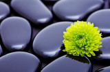 Fototapet de perete autoadeziv si lavabil Crizantema verde cu pietre, 220 x 135 cm