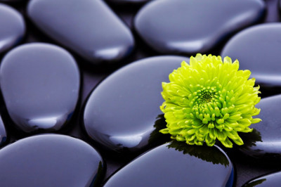 Fototapet de perete autoadeziv si lavabil Crizantema verde cu pietre, 220 x 135 cm foto