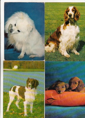 bnk cp Caini - lot 20 carti postale foto