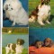 bnk cp Caini - lot 20 carti postale