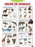 Cumpara ieftin Grupe de animale. Descopera! (planse educationale)/***