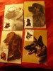 Set 4 Maxime - Fauna - Caini - Romania