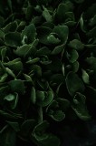 Tablou Canvas, "Frunze &icirc;ntunecate &icirc;n ad&acirc;ncurile nopții", Frunze, Verde, Textura, Intunecat, Suprapunere, Natural, Vibrant, Profund, Vegetatie, Detaliu