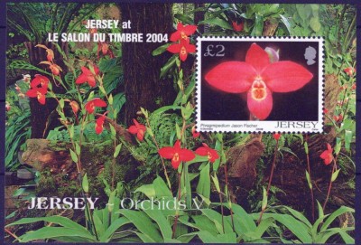 JERSEY 2004 FLORO ORHIDEE foto
