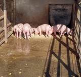 Porci de vanzare