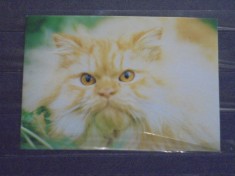 RUSIA - CARTE POSTALA CU CAP DE PISICA - NECIRCULATA - 1994 -