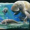 VANUATU 2002 FAUNA DUGONG VACA DE MARE