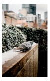 Tablou Canvas, "Porumbel pe zidul &icirc;nghețat al orașului", Pigeon, Frunziș, Orizont, Urban, Clădiri, Rece, Zăpadă, Gard, Stradă, Solitar., 26 x 39 cm, C
