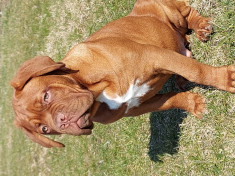 Dog de bordeaux cu pedigree foto