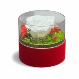 Aranjament cu trandafir criogenat , in cutie catifea cu capac detasabil