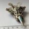 bnk jc Transformers Rotf Hftd Legends Starscream Moc 2009