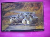 HOPCT 17001 OI BLACK FACED SHEEPS --[CU FATA NEAGRA ]--SCOTIA -UK --EUROPA -CIRCULATA
