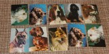 Lot 10 carti postale rase de caini carte postala animale fauna, Necirculata, Printata