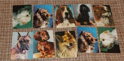 lot 10 carti postale rase de caini carte postala animale fauna foto