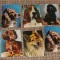 lot 10 carti postale rase de caini carte postala animale fauna