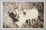 TARANCA CU OAIA , CARTE POSTALA ILUSTRATA , 1927