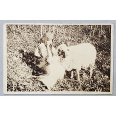 TARANCA CU OAIA , CARTE POSTALA ILUSTRATA , 1927