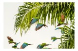 Tablou Canvas, "Paradis tropical cu papagali &icirc;n zbor", Papagali, Tropic, Frunze, Zbor, Culoare, Libertate, Cer, Natură, Exotic, Vibrant, 39 x 26 cm, C