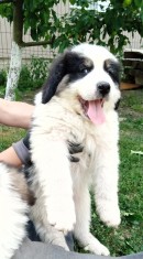 Ciobanesc de Bucovina foto