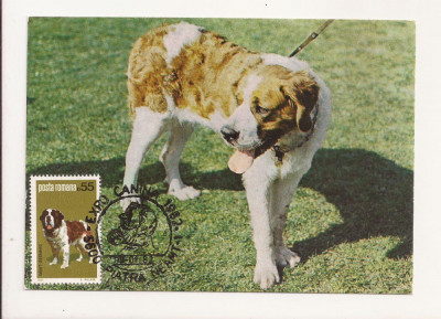 CA8 - Carte Postala -Expo Canina 1982-Saint Bernard,Necirculata foto