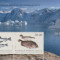 Fauna, Pesti, Colita nestampilata din Groenlanda
