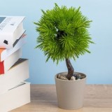 Ghiveci Decorativi cu Plantă Artificială Bonsai Taupe, CMCLASS
