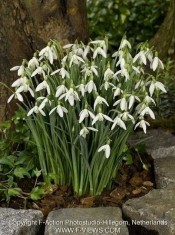 Bulbi GHIOCEI GALANTHUS WORONOWII cu 7 Ron 10/bulbi foto