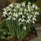 Bulbi GHIOCEI GALANTHUS WORONOWII cu 7 Ron 10/bulbi