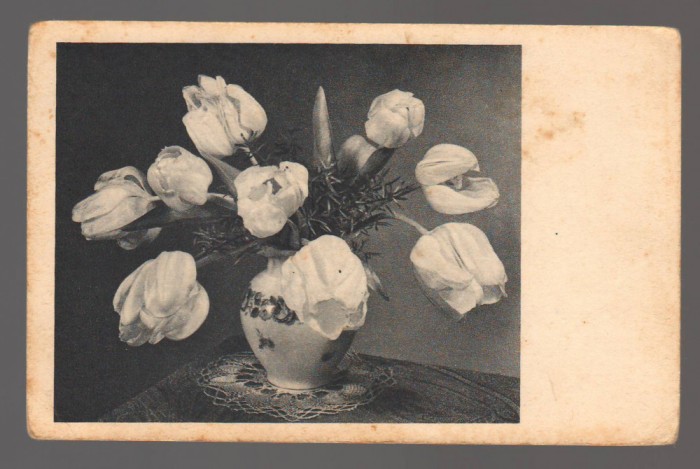 CPIB 20856 - CARTE POSTALA, FELICITARE - VAZA CU LALELE ALBE, IMPORT