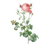 Sticker decorativ Trandafir, Roz Lime, 80 cm, 1179ST