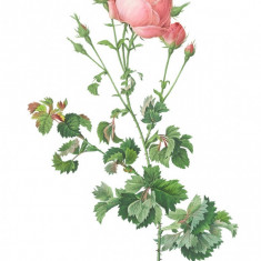 Sticker decorativ Trandafir, Roz Lime, 80 cm, 1179ST