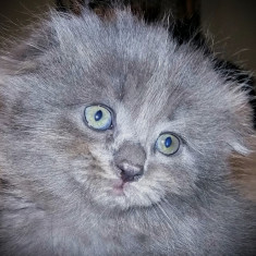 Ultimii doi fratiori Scottish Fold Blue in varsta de 2 luni, cauta Om