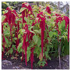 Amaranthus caudatus red 10 seminte in pachet