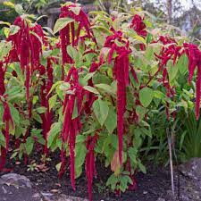 Amaranthus caudatus red 10 seminte in pachet foto