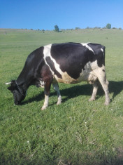 Vaca de lapte (12 litri/mulsoare) foto