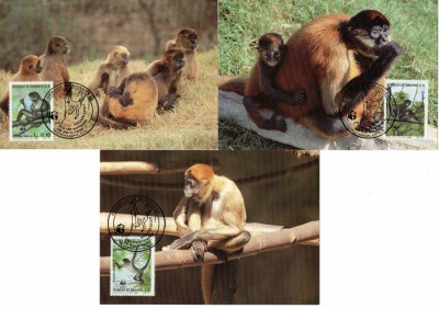 Honduras, Fauna, Maimute, WWF, Maxime foto