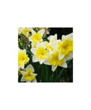 Narcise Narcissus, Pre Party, Galben/Alb, 14/16, 1 Bulb, Oem