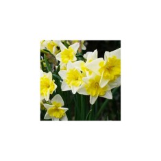 Narcise Narcissus, Pre Party, Galben/Alb, 14/16, 1 Bulb