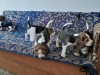 V&acirc;nd beagle tricolor