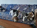 V&acirc;nd beagle tricolor