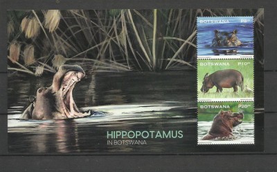 BOTSWANA 2023 FAUNA HIPOPOTAMI foto