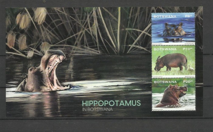 BOTSWANA 2023 FAUNA HIPOPOTAMI
