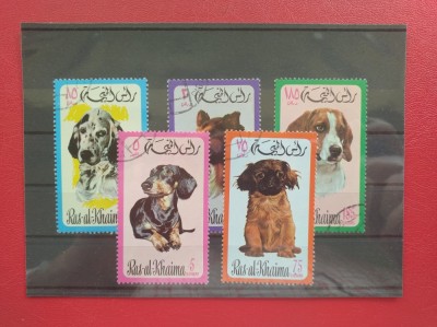 RAS AL KHAIMA - CAINI foto