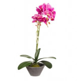 Cumpara ieftin Orhidee artificiala cu 2 tije in ghiveci , Roz,48 cm, Oem