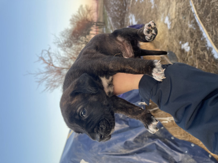 V&acirc;nd cane corso!