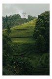 Tablou Canvas, "Colinele verzi &icirc;nvăluite de ceață", Verde, Coline, Planteație, Nor, Vegetație, &Icirc;nălțime, Serpentine, Linie, Atmosferă, Natură, 26 x 39