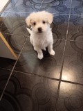 Bichon Maltese - femela, 2 luni