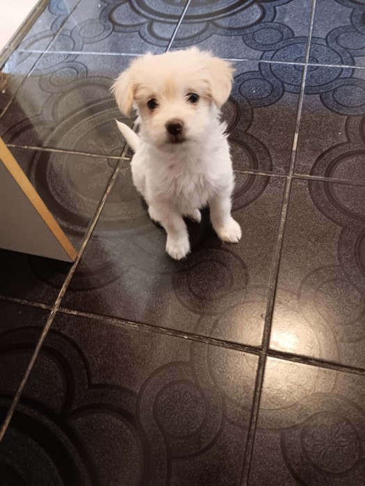 Bichon Maltese - femela, 2 luni